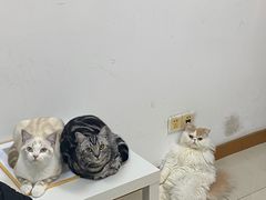 -佳雯宠物医院(四明中路分院)