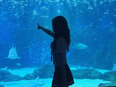 -海合安成都极地海洋公园