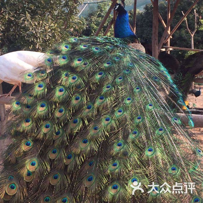 美林湖孔雀园