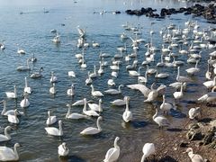 -烟墩角天鹅湖