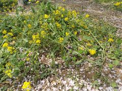 -古柏渡飞黄旅游区