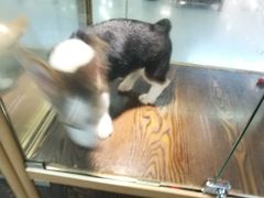 -乐宠宠物店(世纪金源店)