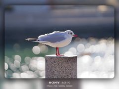 -琴岛之星摩天轮