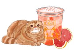 满杯西柚-啵啵喵·猫咖(攀华国际店)