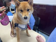 -顺强宠物诊所·狂犬免疫·夜诊·骨科(嘉定店)