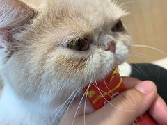 -飞行喵MR PILOT|猫舍·猫咖(静安大融城店)