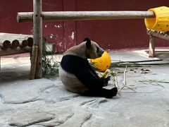 -杭州野生动物世界