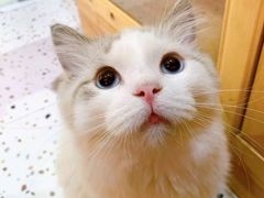 -滚猫咖啡·猫咖·猫友好撸猫(未来城店)