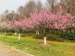 -上海海湾国家森林公园