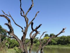 -鹤之洲湿地公园