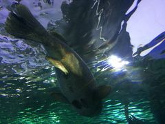 -悉尼海洋生物水族馆
