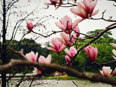 -东莞植物园