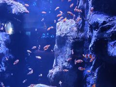 -海合安武汉极地海洋公园