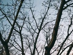 -高东镇樱花园