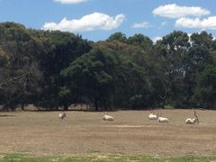 -威勒比开放式动物园