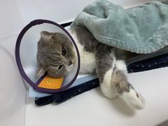 -关爱宠物医院·猫科中心·消化科(滨湖万达分院)