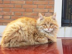 -天津前进宠物医院(前进道店)