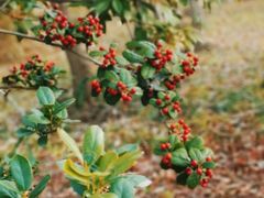 -上海佘山国家森林公园西佘山园