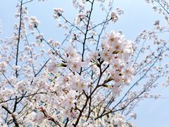 -高东镇樱花园