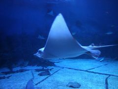 -烟台海昌鲸鲨海洋公园