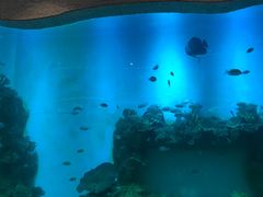 -瑞德姆美人鱼海底演艺主题餐厅(亚龙湾店)