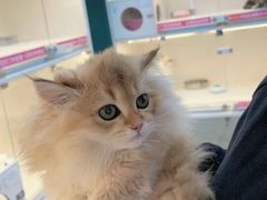 -lincat·猫舍(广州店)