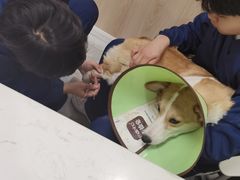 -恒幸动物医院·急重症转诊中心·神经内外科·CT核磁