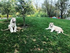 -北京野生动物园