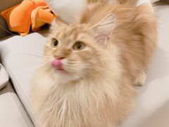 -猫腻·猫咖·撸猫馆(星光大道店)