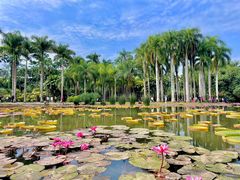 -中国科学院西双版纳热带植物园