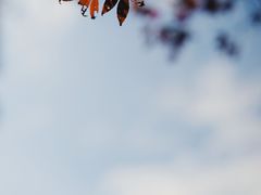 -九科绿洲