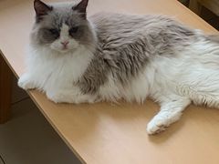 -鼓捣猫呢主题猫咖店