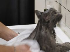 -猫力发电所·宠物专门店