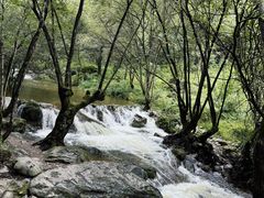 -牛背梁国家森林公园