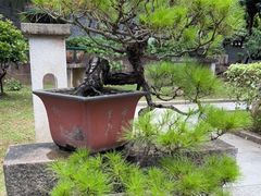 -碧江金楼