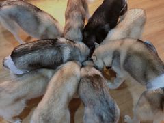 -Husky Go! 哈士奇体验馆·宠物咖啡厅狗咖