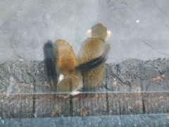 -武汉动物园