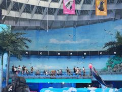 -海合安成都极地海洋公园