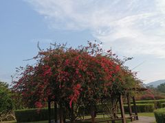 -中国科学院西双版纳热带植物园