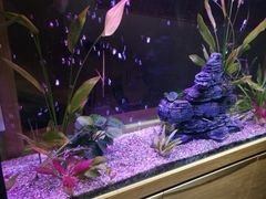 -悦和餐厅(CBD玉米楼店)