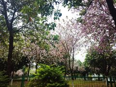 -飞来湖湿地公园