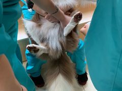 -骐奇宠物诊疗中心(南亭公路店)