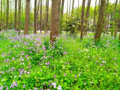 -东方明珠老上海8号餐厅(东方明珠广播电视塔店)