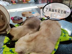 -more than meow吴止猫主题餐厅(承德 中船汇店)