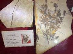 -辽宁古生物博物馆