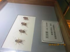 IMG_2869-上海昆虫博物馆