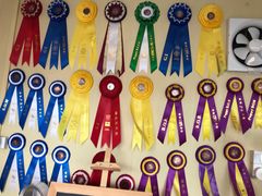 -柴犬高等学院·狗咖·柴犬售卖·宠物训练