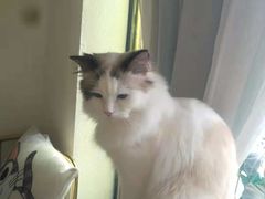 -喵喵咪呀布偶猫咖(春熙路店)