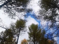 -塞罕坝国家级自然保护区