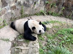 -都江堰中华大熊猫苑